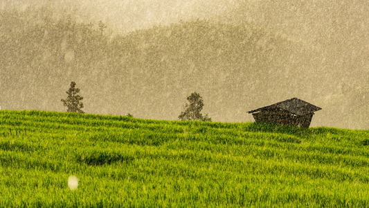 Inicia la temporada de lluvias propicia para la siembra de Pasto en Venezuela