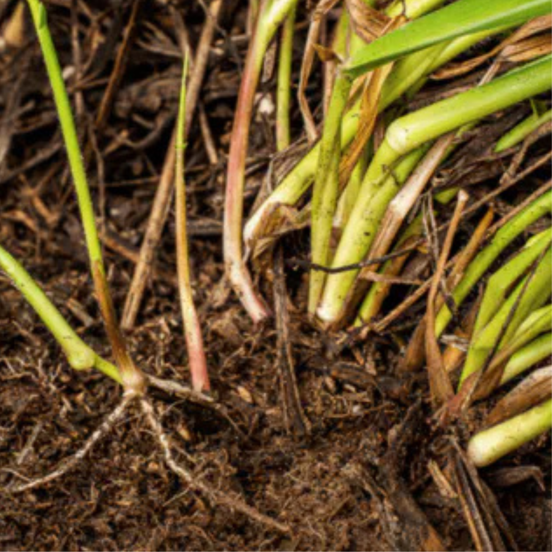 Semilla de pasto Dunamis Agromilagro 20 Kg. - Agropecuaria Tamboril