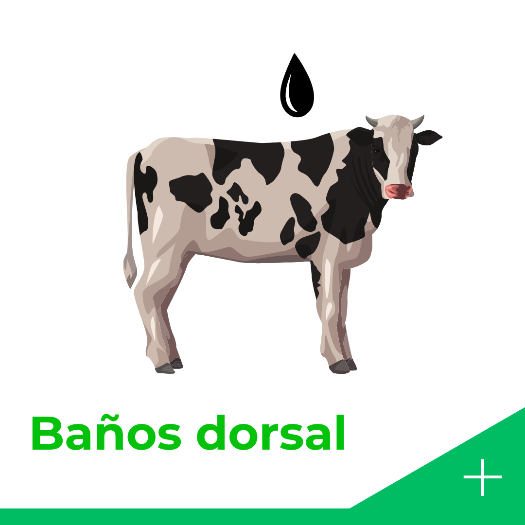 Baño Dorsal