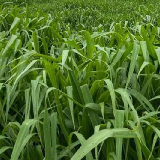 Semilla de pasto Zuri © Gasparin - 10 Kg. - Agropecuaria Tamboril - Productos Agropecuarios